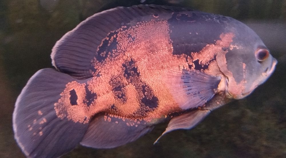 Astronotus ocellatus (Oscar)