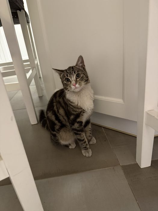 Oddam kotke, około 6miesieczną