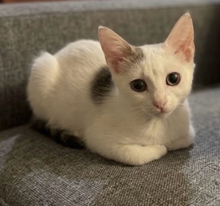 Котята в добрые руки !