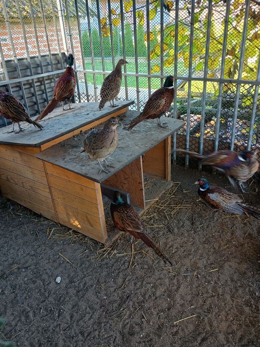 Sprzedam bażanty łowne polne