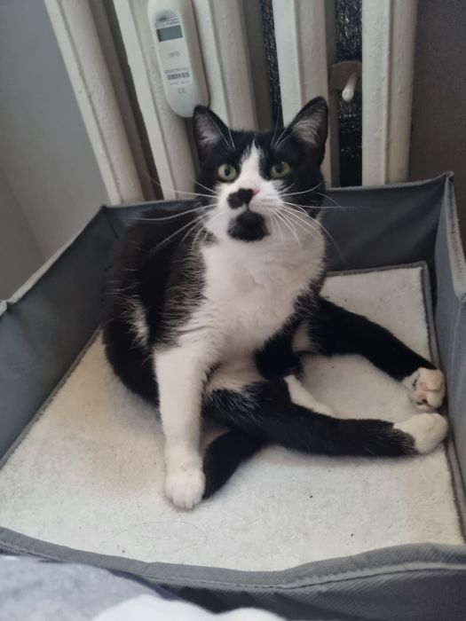 Niepełnosprawna Borówka szuka domu