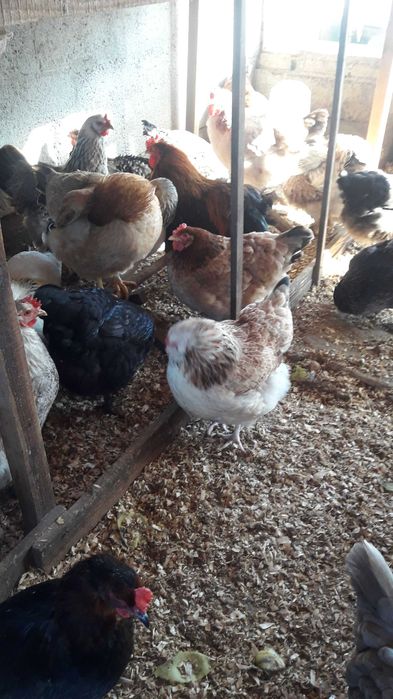 Кури, яйце різних порід