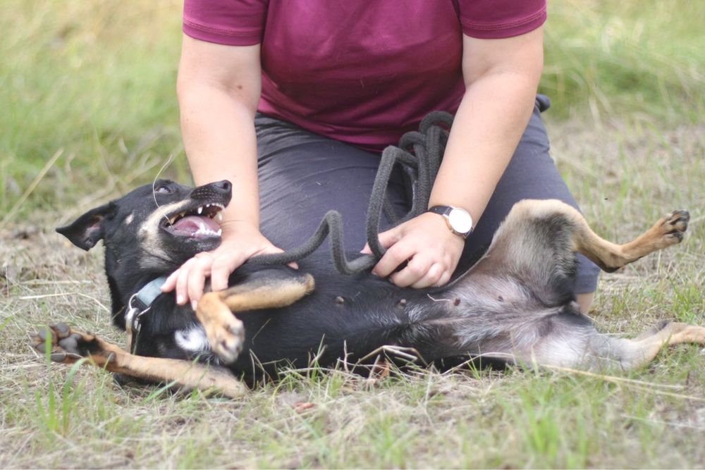 Śliczna, wesoła i energiczna Sonia poleca się do adopcji!