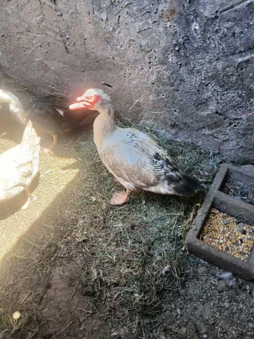 Ovos de pato mudo galados