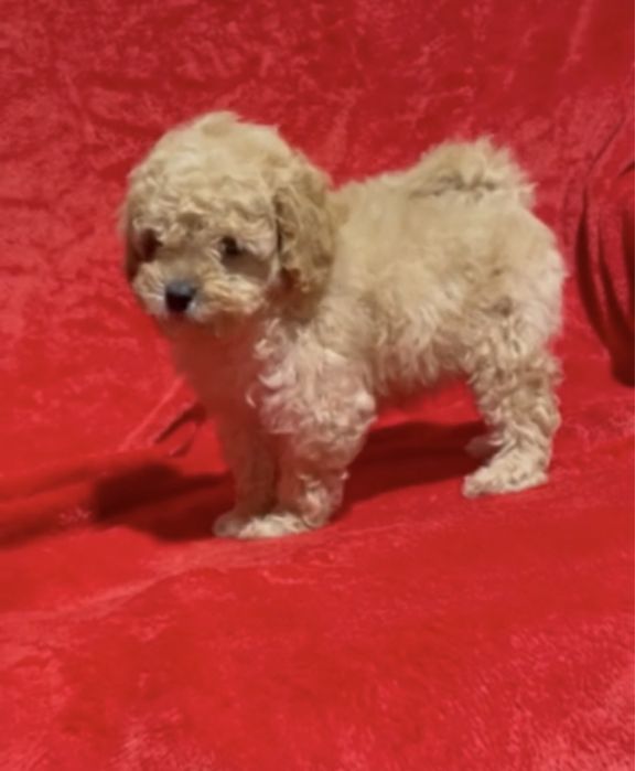 Настоящий той пудель  мальчик