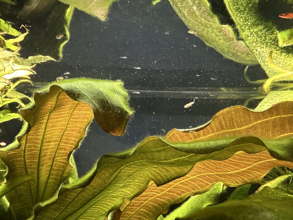 Gupiki , nlode rybki oddam