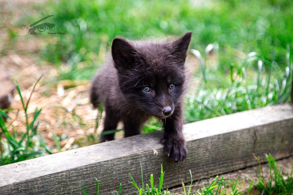 Lis, lisek, liski domowe, lisy hodowlane.  Hodowla Marble Fox, na 2026