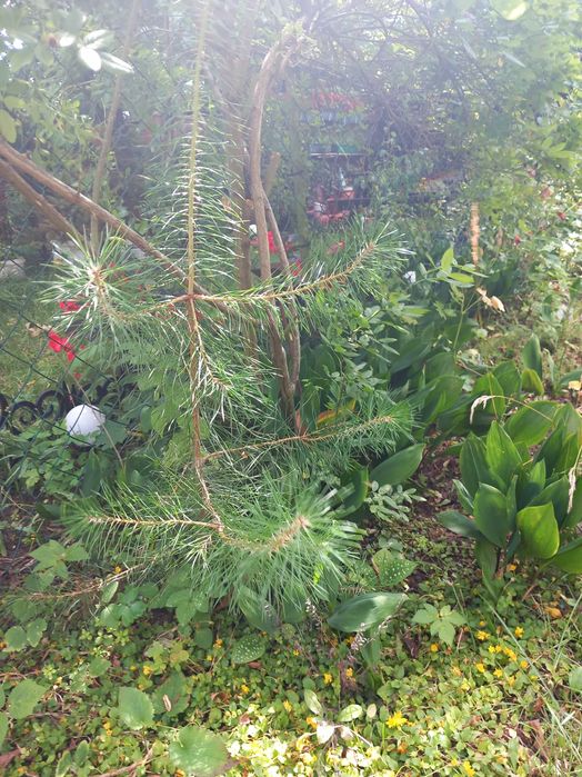 sosna sadzonka ok.40 cm