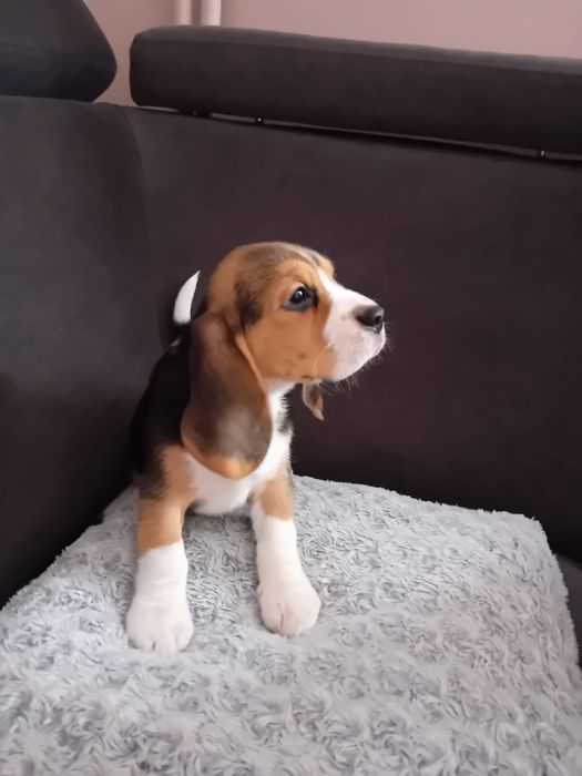 Beagle ZKWP FCI doskonały rodowód