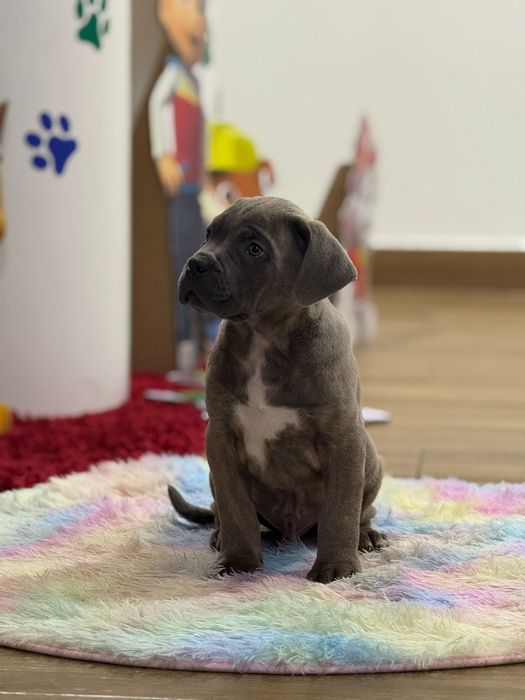 Cane corso macho
