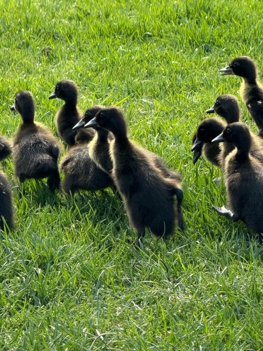 Biegusy szmaragdowe pisklęta, kaczki, kaczuszki, jaja lęgowe