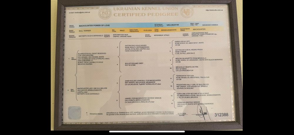 В’язка Bullterrier бультерьер бультер’єр