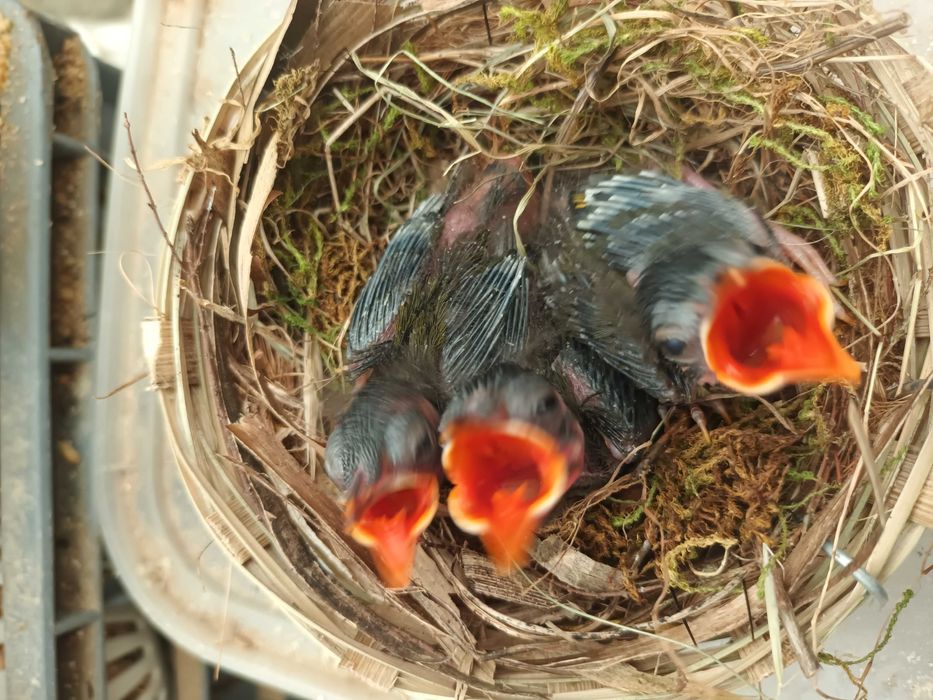 Casal de Rouxinois do Japão anilhados  2025/2026 (Outras aves)