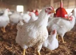 Бройлер живой вес