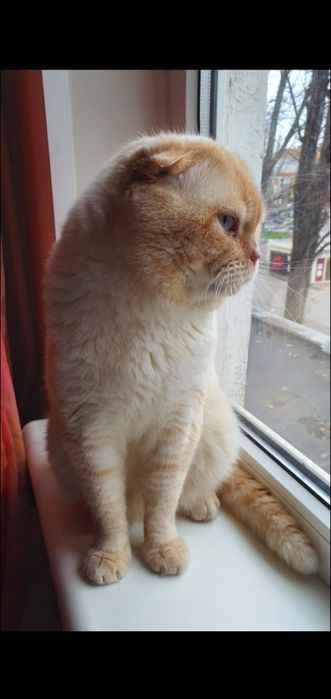 Кот вислоухий ред поинт