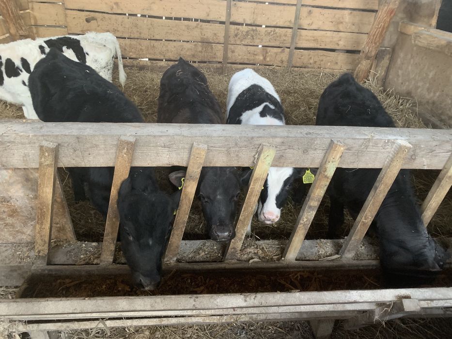 Sprzedam byczki i jalowki