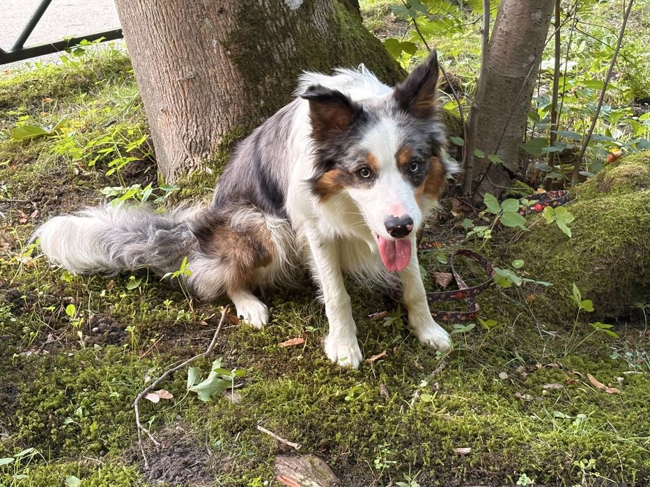Oddam border collie za darmo