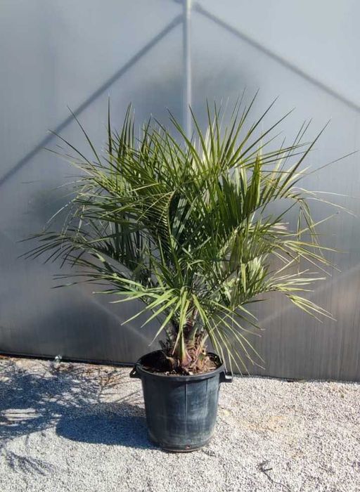 Butia capitata – palma mrozoodporna – wys. 160–180 cm