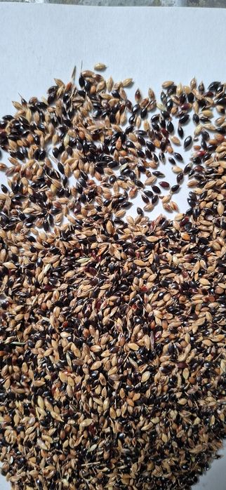 Насіння суданки. Суданка