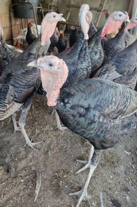 Perus e Peruas do Campo - Ler descrição