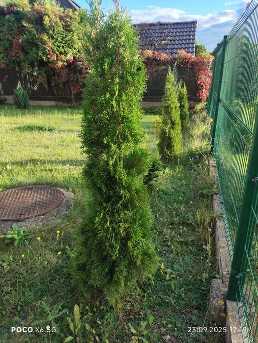Tuje szmaragd 140 - 160 cm 3 sztuki