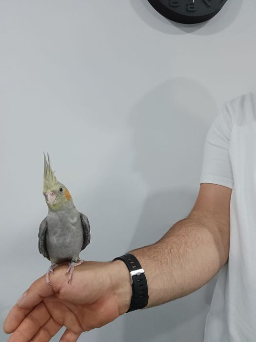 Caturra criada mão