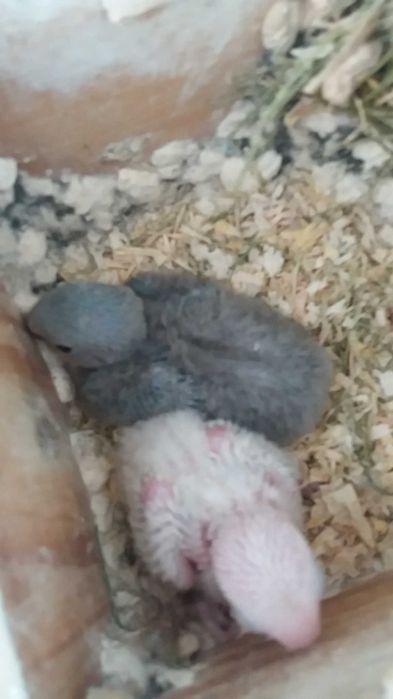 Crias Agapornis para Domesticar