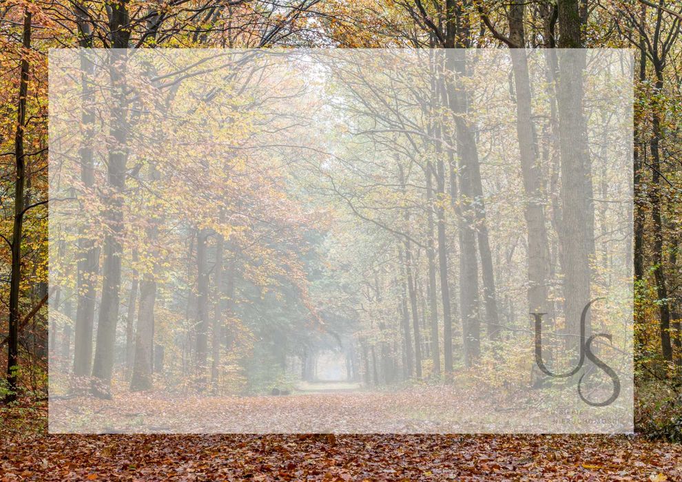 Na sprzedaż LAS - prawie 8 Ha