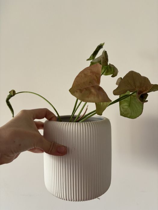 Красула кімнатна рослина вазонок ,денежное дерево