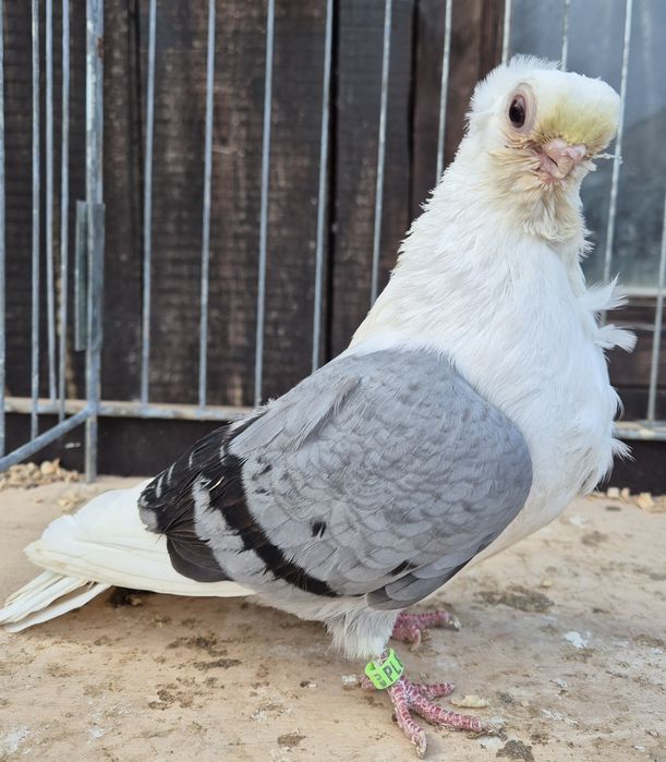 Mewki/ mewek niebieski