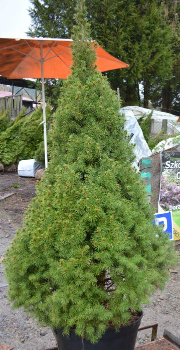Świerk Conica super gęsta choinka w donicy. Sprzedaz wiosna 2026r