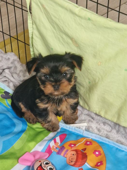 Yorkshirre terrier szczeniak  rezerwacja