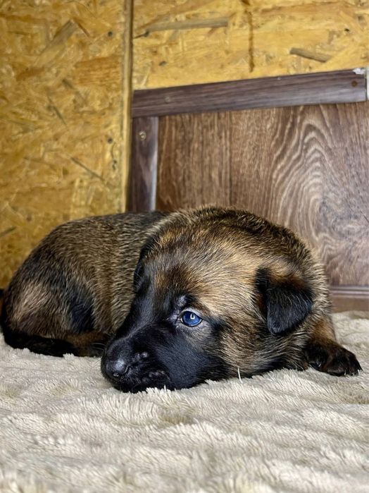 Цуценя бельгійської вівчарки малінуа