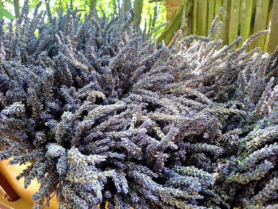 Lawenda pośrednia suszona