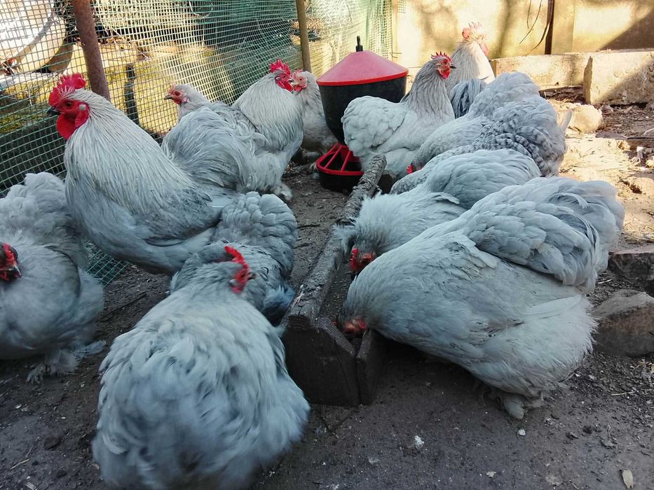 Jajka lęgowe kochin lawendowy i porcelanowy