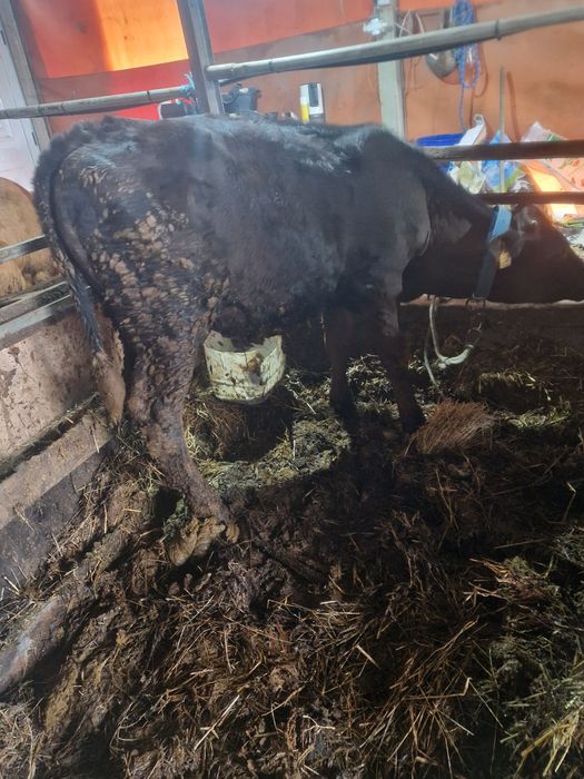 Vitelo cruzado de limusine