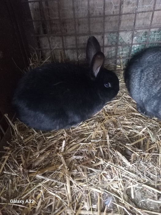 Młode samiczki sprzedam