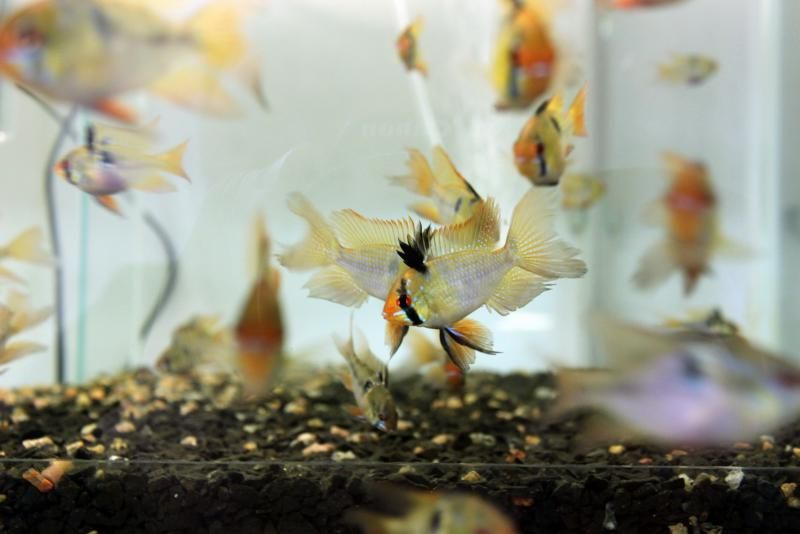 Апистограмма, электрик блю.