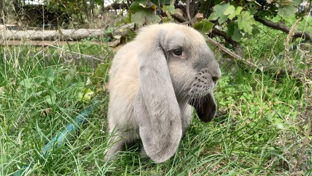 Кролі французький баран