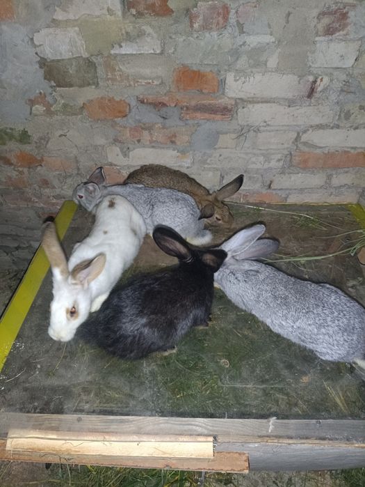 Продаються  кролики