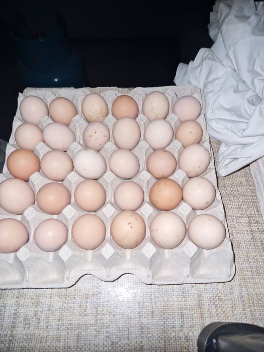 Jajka z wolnego wybiegu