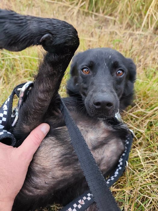 Onyx drobniutki i energiczny kochany psiak do adopcji