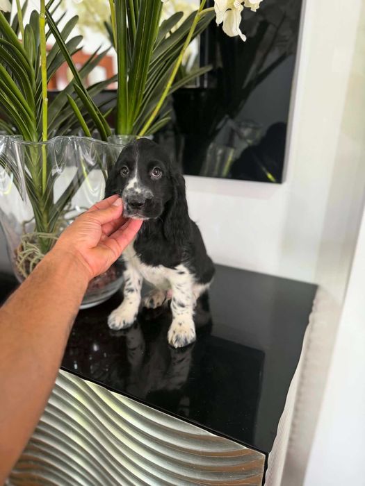 Cocker Spaniel Inglês MACHO  BRANCO E PRETO com LOP e AFIXO