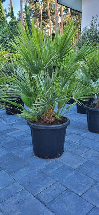 Palma Karlatka Chamaerops Humilis