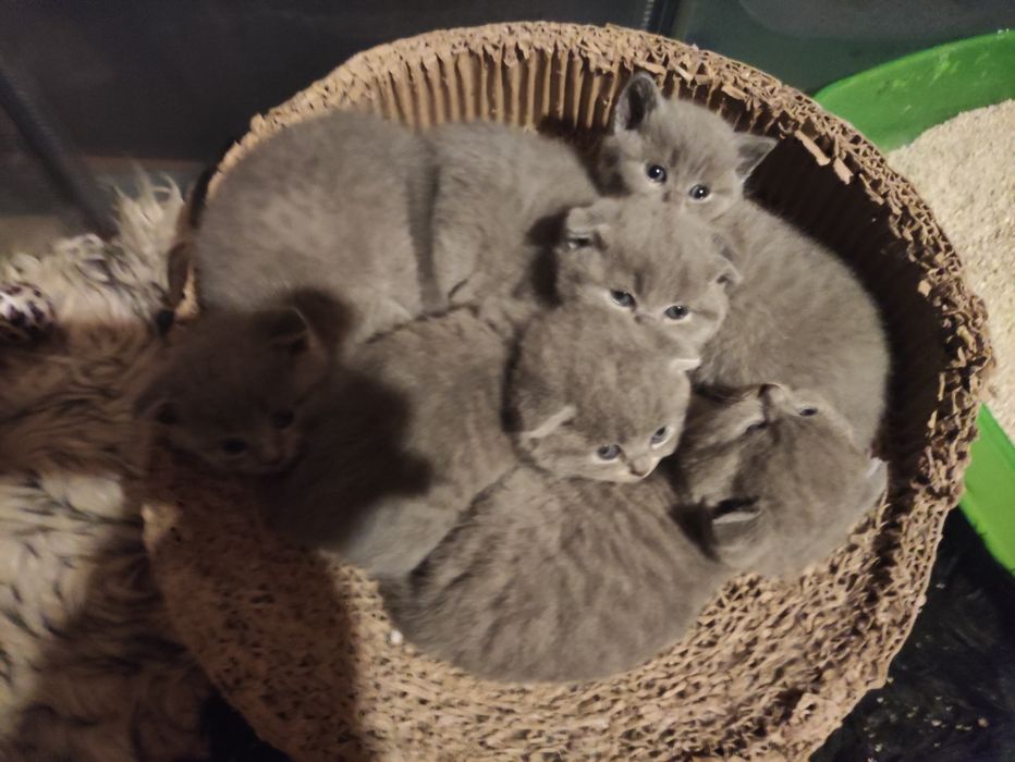 kocurek kotka szkocki zwisłouchy