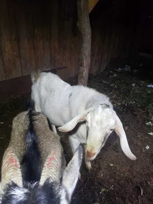 Цап дворічний нубієць продам