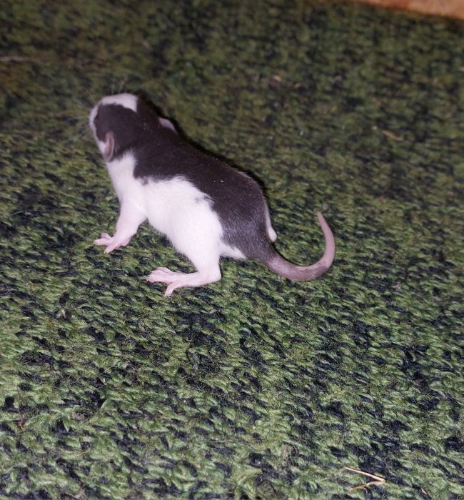 Szczur Szczurek szczurki