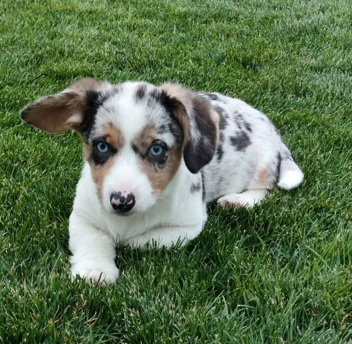 Welsh Corgi Cardigan FCI