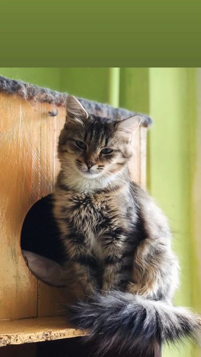 Отдам пушистую кошку лесного окраса, 1,5 года, стерилизована, привита
