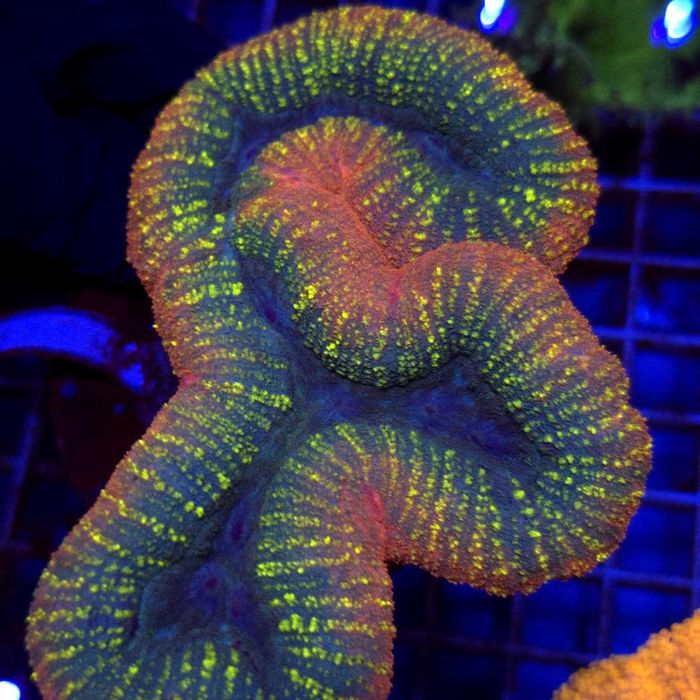 Lobophyllia Rainbow WYSIWYG #1